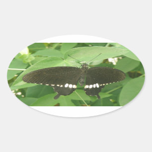 Common Mormon Butterfly Stickers