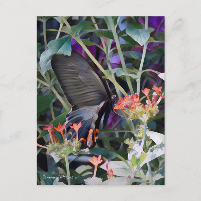 Common Mormon：Postcard Postcard (Front)
