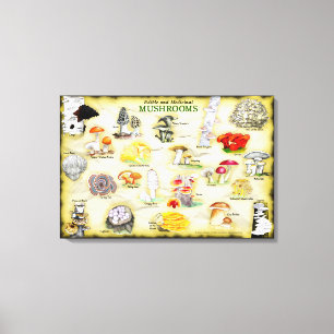 Common Names Canvas 30x20 Mushrooms Print
