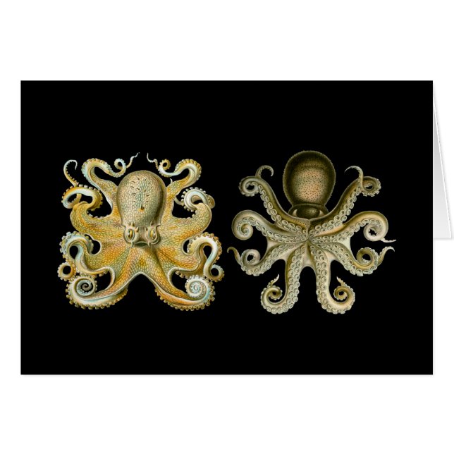 Common Octopus (Front Horizontal)