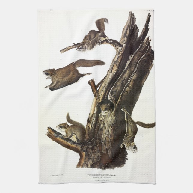 Common or Southern Flying Squirrel, or The Assapan Kitchen Towel (Vertical)
