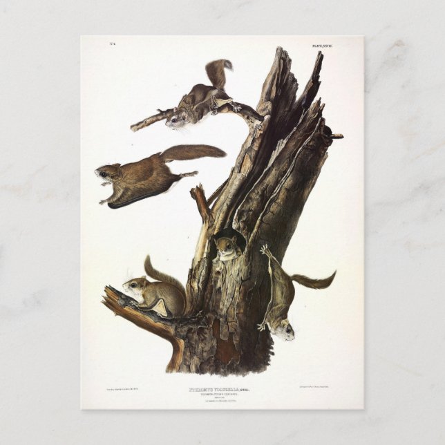 Common or Southern Flying Squirrel, or The Assapan Postcard (Front)