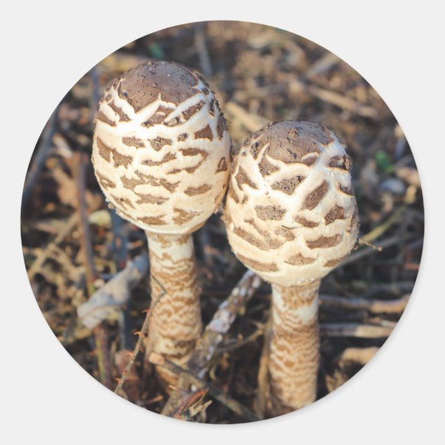 Common parasol mushrooms classic round sticker (Front)