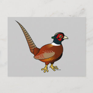 Common Pheasant Postcard