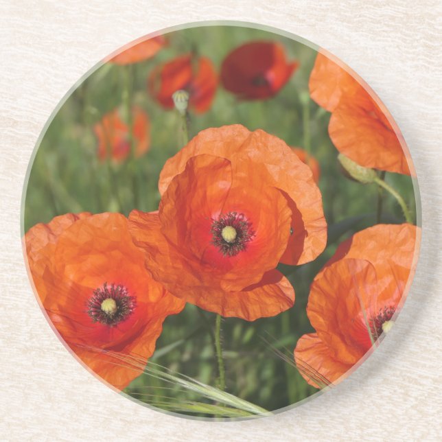 Common Poppies  Coaster (Front)