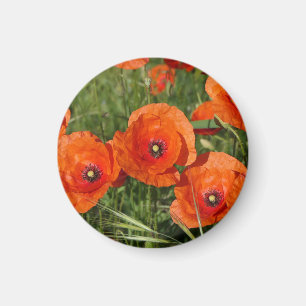 Common Poppies Magnet
