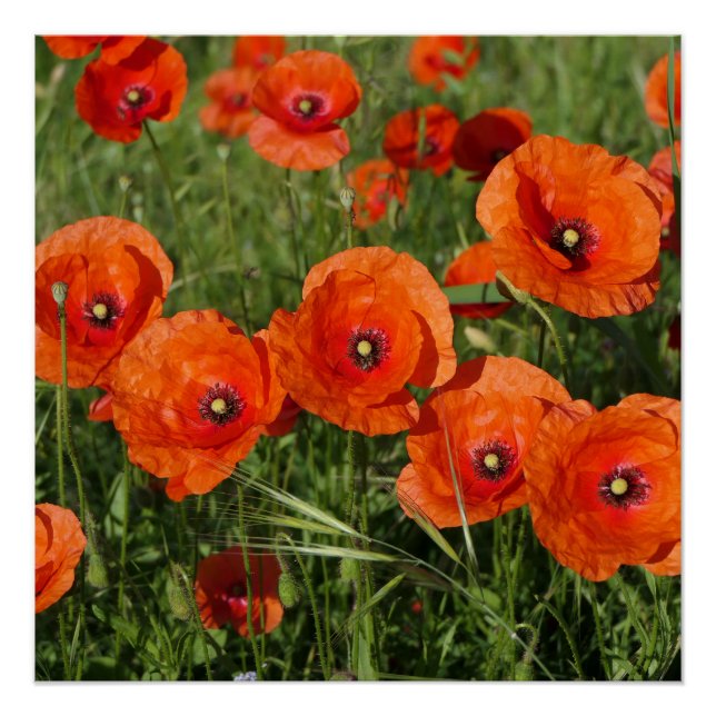 Common Poppies  Poster (Front)