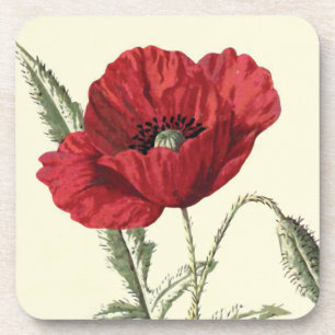 "Common Poppy" Botanical Illustration Coaster