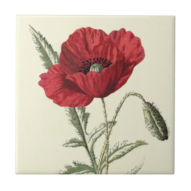 "Common Poppy" Botanical Illustration Tile (Front)