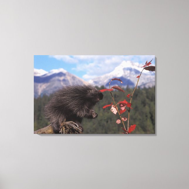 Common porcupine feeding on high brush cranberry canvas print (Front)