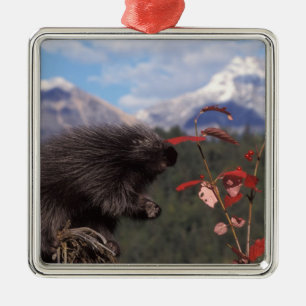 Common porcupine feeding on high brush cranberry metal ornament