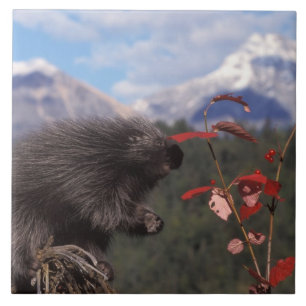 Common porcupine feeding on high brush cranberry tile