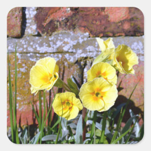 Common Primrose Square Sticker