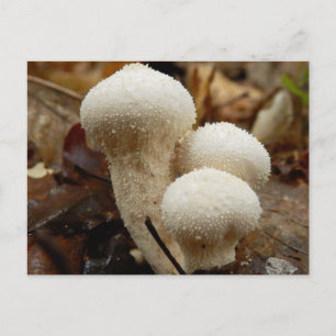 Common Puffball Postcard