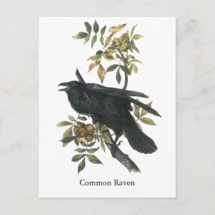 Common Raven, John audubon Postcard