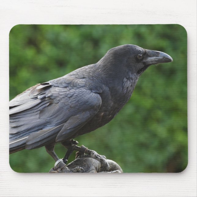 Common Raven Mouse Pad (Front)