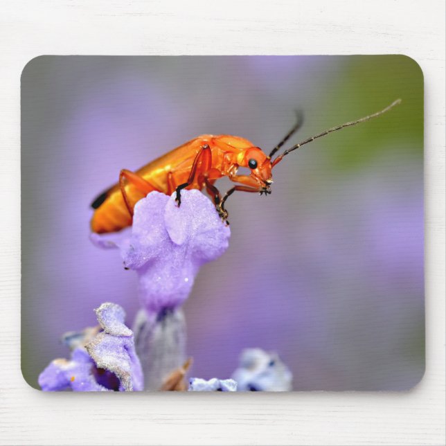 Common red soldier beetle mouse pad (Front)