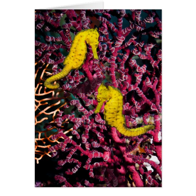 Common Sea Horse | Hippocampus Taeniopterus (Front)