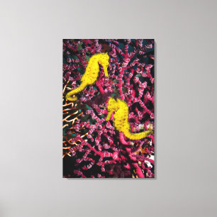 Common Sea Horse Hippocampus Taeniopterus Canvas Print