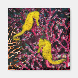 Common Sea Horse Hippocampus Taeniopterus Magnet