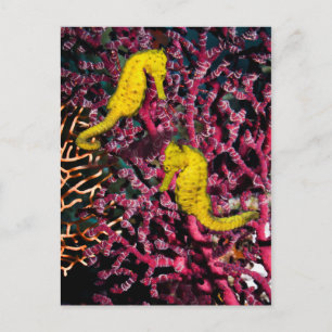 Common Sea Horse   Hippocampus Taeniopterus Postcard