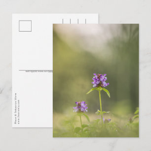 Common Self-Heal Nature Photo Postcard