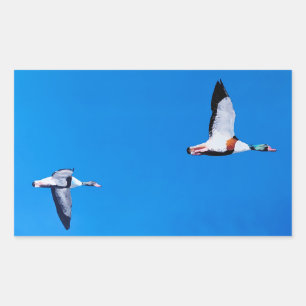 Common Shelducks Sticker