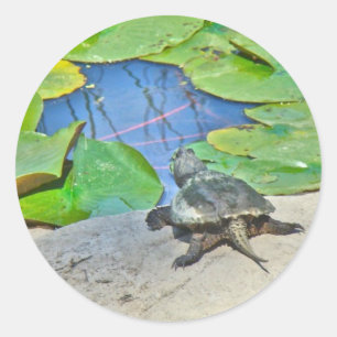 Common Snapping Turtle - Chelydra serpentina Classic Round Sticker