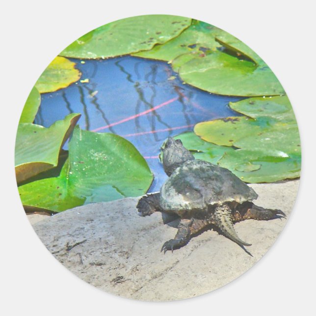 Common Snapping Turtle - Chelydra serpentina Classic Round Sticker (Front)