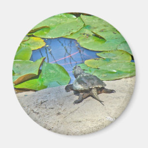Common Snapping Turtle - Chelydra serpentina Magnet