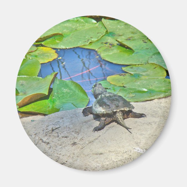 Common Snapping Turtle - Chelydra serpentina Magnet (Front)