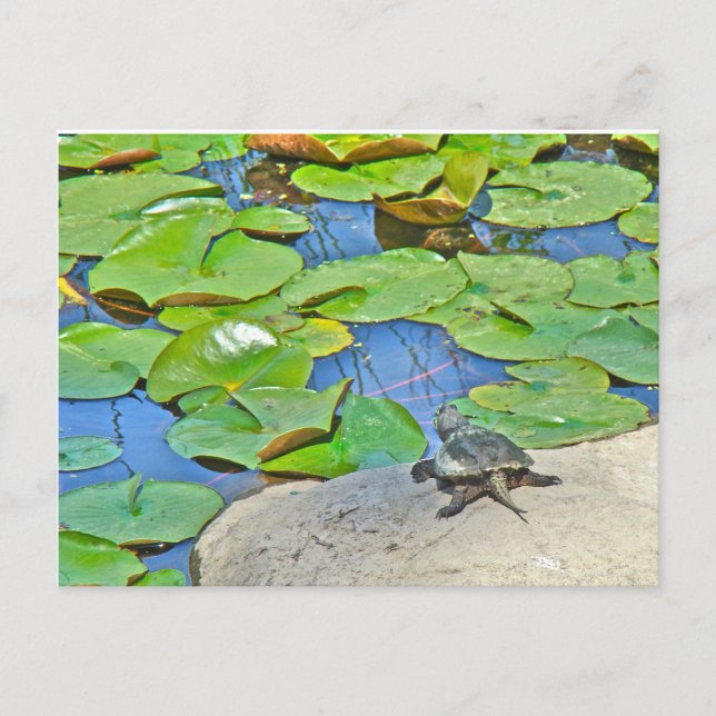 Common Snapping Turtle - Chelydra serpentina Postcard (Front)