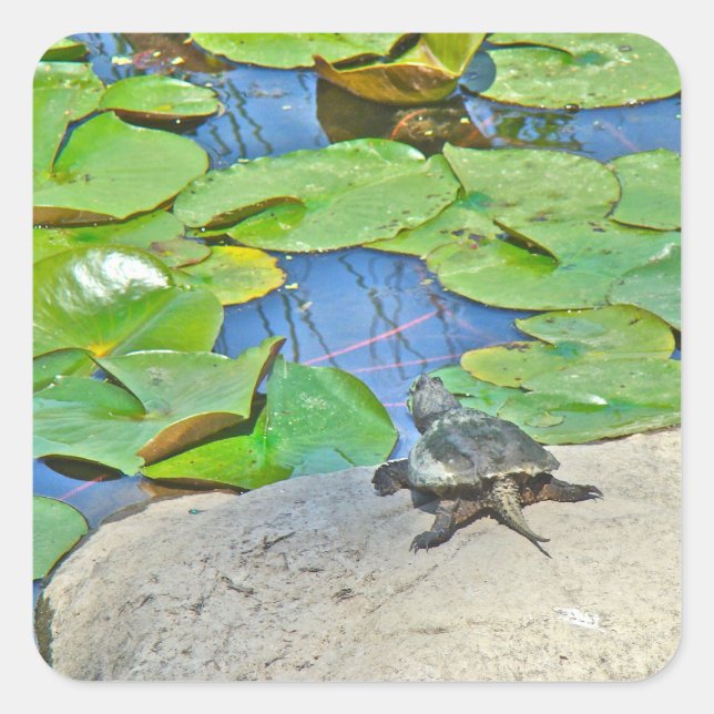Common Snapping Turtle - Chelydra serpentina Square Sticker (Front)
