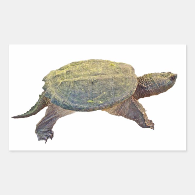Common Snapping Turtle - Chelydra serpentina Sticker (Front)