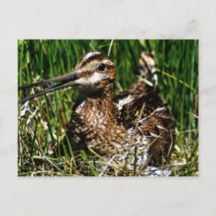 Common Snipe Postcard