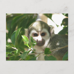 Common Squirrel Monkey Postcard