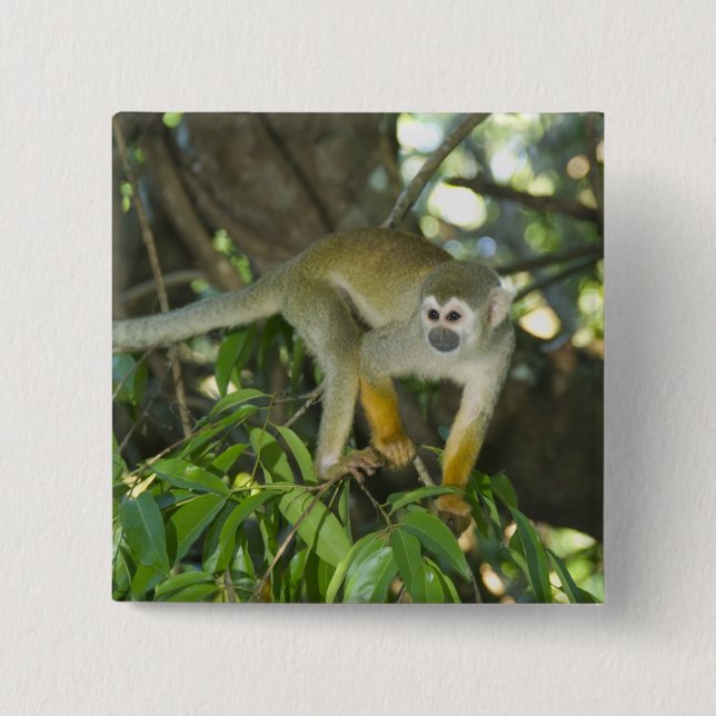 Common Squirrel Monkey, (Saimiri sciureus), Rio 2 Inch Square Button (Front)
