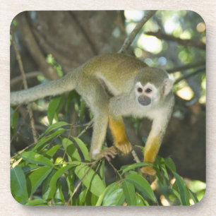Common Squirrel Monkey, (Saimiri sciureus), Rio Coaster
