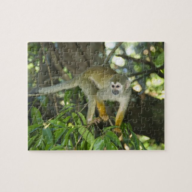 Common Squirrel Monkey, (Saimiri sciureus), Rio Jigsaw Puzzle (Horizontal)