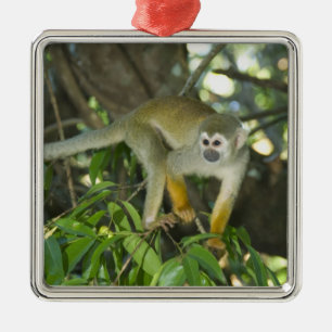 Common Squirrel Monkey, (Saimiri sciureus), Rio Metal Ornament