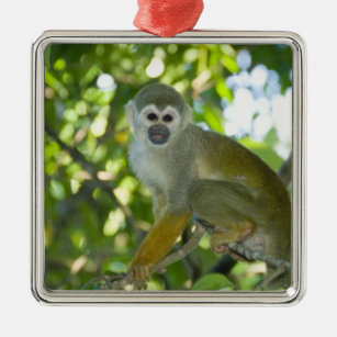 Common Squirrel Monkey (Saimiri sciureus) Rio Metal Ornament