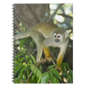 Common Squirrel Monkey, (Saimiri sciureus), Rio Notebook