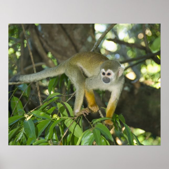 Common Squirrel Monkey, (Saimiri sciureus), Rio Poster (Front)