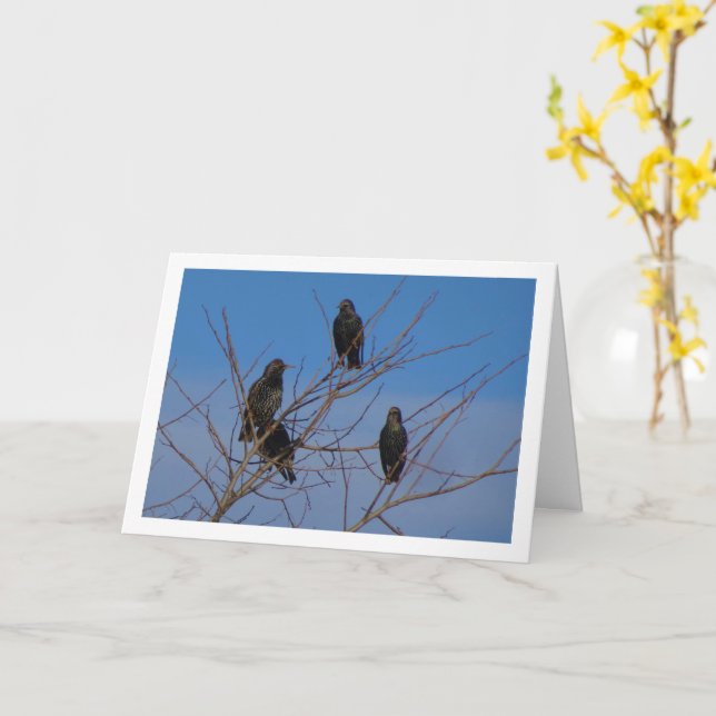 Common Starling Birds Card (Yellow Flower)