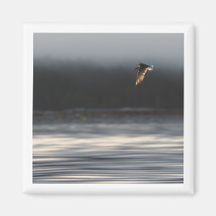 Common Tern 2x2 magnet