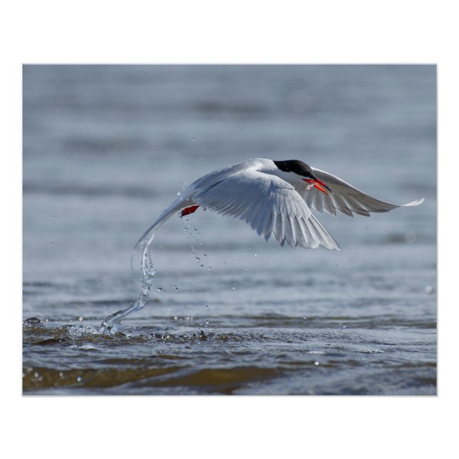 Common tern nature photo poster (Front)