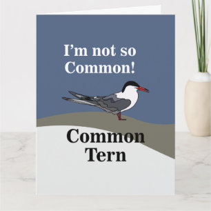 Common Tern Seabird Bird Funny Card