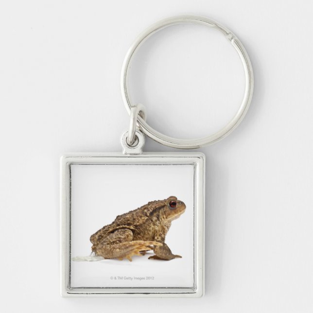 Common toad or European toad (Bufo bufo) pissing Keychain (Front)