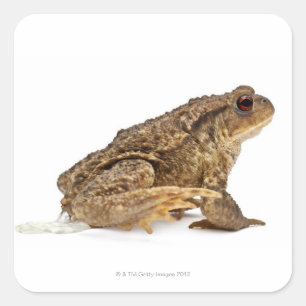 Common toad or European toad (Bufo bufo) pissing Square Sticker