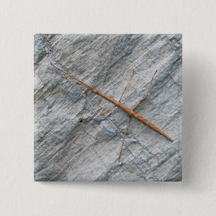 Common Walkingstick (Diapheromera femorata) Items 2 Inch Square Button